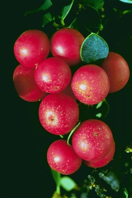 berries